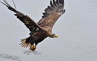 White-tailed eagle (Haliaeetus albicilla)